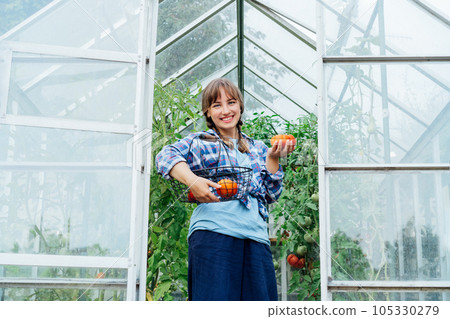 Young smiling woman holding ripe red beef tomato, just picked in green house. Harvest of tomatoes. Urban farming lifestyle. Growing organic vegetables in garden. The concept of food self-sufficiency. Young smiling woman holding ripe red beef tomato, just picked in green house. Harvest of tomatoes. Urban farming lifestyle. Growing organic vegetables in garden. The concept of food self-sufficiency. 105330279