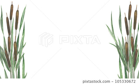 Watercolor illustration horizontal frame of cattail isolated on transparent background hand drawn 105330672