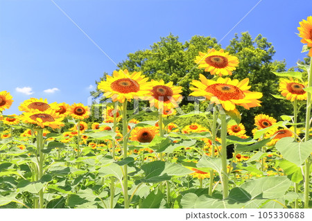 [香川縣] 夏天的國立贊岐萬野公園（向日葵田） 105330688