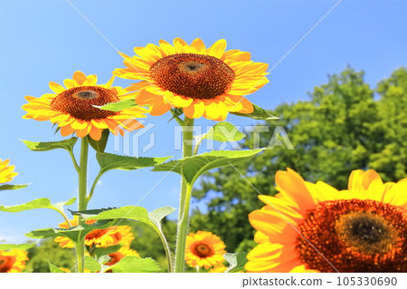 [Kagawa Prefecture] National Sanuki Manno Park in Summer (Sunflower Field) 105330690