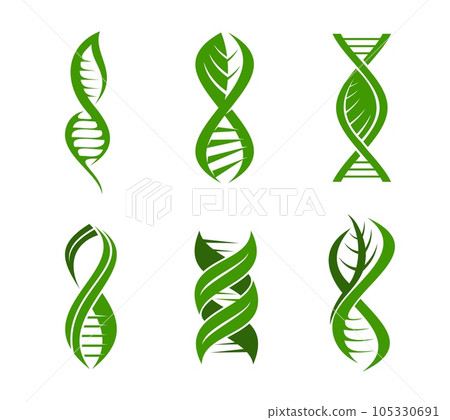 Leaf DNA plant icon, science, health and nature genetic research, vector green helix. DNA leaf icon for organic biotechnology, eco and bio technology, chromosome gene and green leaf plant symbol Leaf DNA plant icon, science, health and nature genetic research, vector green helix. DNA leaf icon for organic biotechnology, eco and bio technology, chromosome gene and green leaf plant symbol 105330691