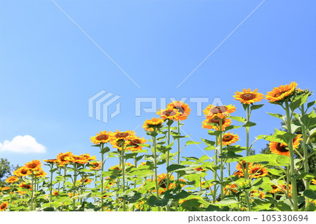[Kagawa Prefecture] National Sanuki Manno Park in Summer (Sunflower Field) 105330694