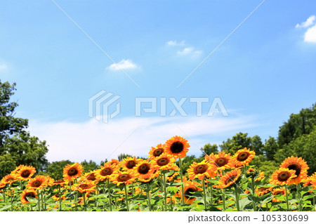 [Kagawa Prefecture] National Sanuki Manno Park in Summer (Sunflower Field) 105330699