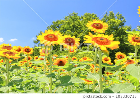 [Kagawa Prefecture] National Sanuki Manno Park in Summer (Sunflower Field) 105330713