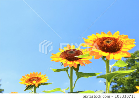 [Kagawa Prefecture] National Sanuki Manno Park in Summer (Sunflower Field) 105330715