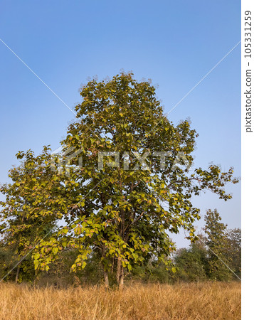 tendu tree or Diospyros melanoxylon or Indian Ebony at panna national park forest madhya pradesh india asia 105331259