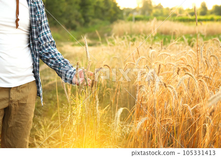 A man holds golden wheat ears amidst a ripening field, inspecting the quality of the grain on the spikelets. Closeup shot from a side view. Closeup. Sunny flare 105331413