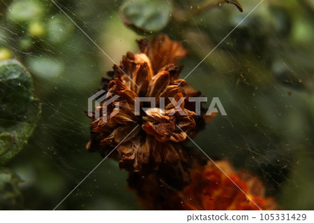 beauty of nature with this abstract brown and green texture. The combination of dry and vibrant shades creates a mesmerizing contrast, representing the cycle of life and growth. Out of focus 105331429