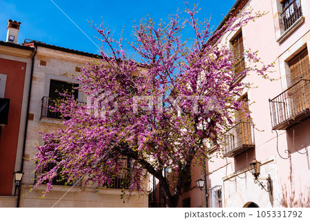 Scenic view of the old town of Zamora with a colorful Physocalymma scaberrimum Pohl 105331792
