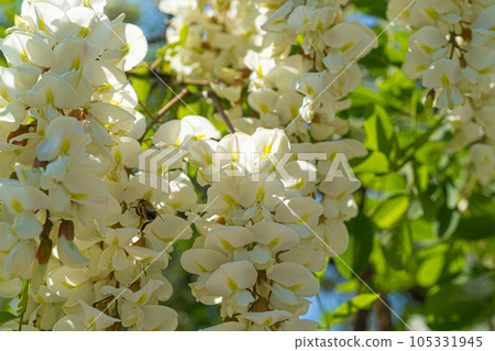 White Acacia Flowers, Blooming Robinia Pseudoacacia, False Acacia or Black Locust 105331945