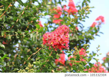 紅紫薇花 紅紫薇花 105332304