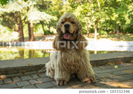 American spaniel, concept of pet and best friend - dog American spaniel, concept of pet and best friend - dog 105332396