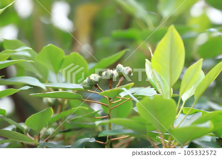 Rhodolia (Rhodolia) fruit 105332572