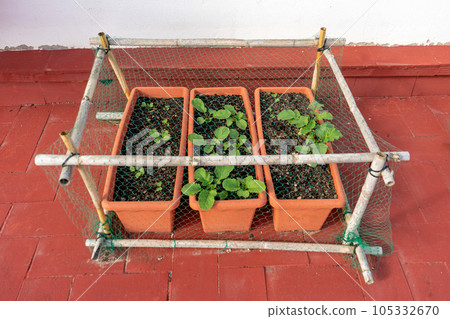 Organic crops in plastic pots in the urban garden on the terrace of the house, protected with structures of reeds and nets to protect them from birds 105332670