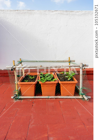 Organic crops in plastic pots in the urban garden on the terrace of the house, protected with structures of reeds and nets to protect them from birds Organic crops in plastic pots in the urban garden on the terrace of the house, protected with structures of reeds and nets to protect them from birds 105332671