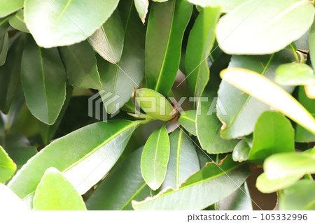 台灣山茶的果實(台灣山茶) 台灣山茶的果實(台灣山茶) 105332996