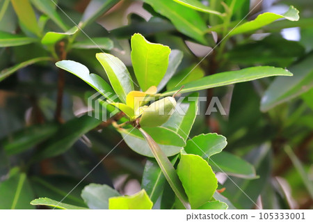 Fruit of Taiwan camellia (Taiwan camellia) 105333001