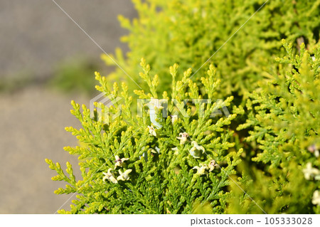 Dwarf golden oriental thuja Dwarf golden oriental thuja 105333028