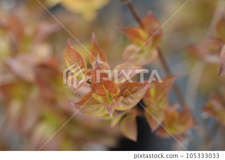Weigela Wings of Fire Weigela Wings of Fire 105333033
