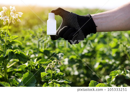 Garden season problem. Cropped photo hand of farmer in black protective glove holds white bottle with mock up for poison, pesticide liquid from plant diseases and pests on potatoes blooming background Garden season problem. Cropped photo hand of farmer in black protective glove holds white bottle with mock up for poison, pesticide liquid from plant diseases and pests on potatoes blooming background 105333251