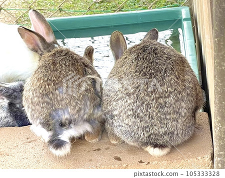 可愛的兔子耳朵 105333328