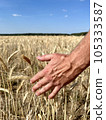 Wheat sprouts in a farmer's hand.Farmer Walking Through Field Checking Wheat Crop 105333587