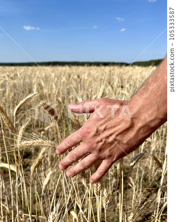 Wheat sprouts in a farmer's hand.Farmer Walking Through Field Checking Wheat Crop 105333587