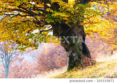 Old beech tree with bright orange leaves at autumn meadow 105333671