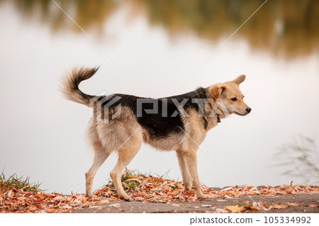 a cute big dog Walking outdoors in the autumn Park near lake. selective focus 105334992