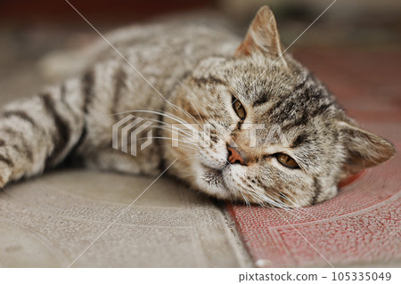 British cat. The portrait was made at lunchtime when the cat lay down to rest. The cat looks at the camera 105335049