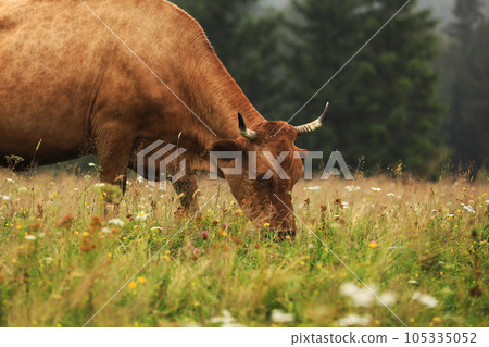 A red cow grazes in a summer meadow with mountains in the background. year of the bull. rural farm in the mountains. cattle grazing. 105335052