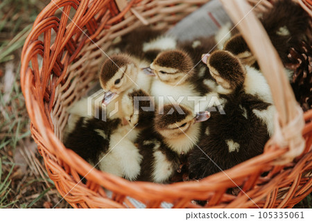 Group of ducklings overlap on basket with straw, newborn duck with black and yellow feather ready for sell. small duck in the basket. Group of ducklings overlap on basket with straw, newborn duck with black and yellow feather ready for sell. small duck in the basket. 105335061