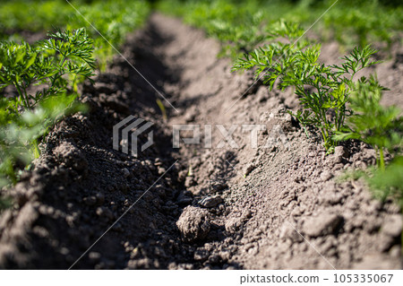 young green leaves of growing carrot. Carrots growing in the beds in the farmers field, carrots sticking out above the ground, vegetables planted in rows. Organic agriculture, farming concept young green leaves of growing carrot. Carrots growing in the beds in the farmers field, carrots sticking out above the ground, vegetables planted in rows. Organic agriculture, farming concept 105335067