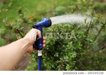 Watering green garden with outdoor hose. hand with hose sprinkle watering plants in the garden. watering lawn or plants on backyard. gardener man with sprinkler in garden Watering green garden with outdoor hose. hand with hose sprinkle watering plants in the garden. watering lawn or plants on backyard. gardener man with sprinkler in garden 105335130