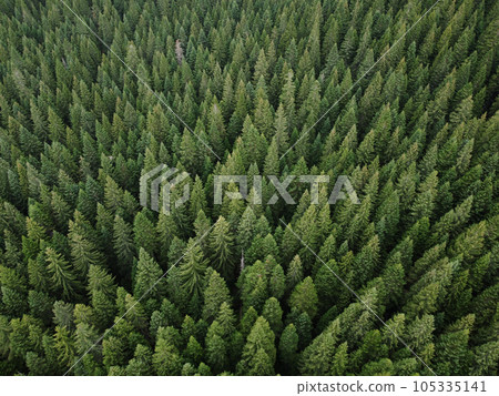 Aerial top view pine forest. Texture of coniferous forest view from above. Green background nature. Picture taken using drone 105335141