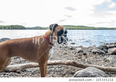 German Boxer Dog at Lake Ragnerudssjoen in Dalsland Sweden beautiful nature forest pinetree swedish 105335218
