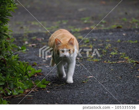 A cat staring at you 105335556