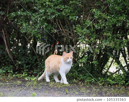 A cat staring at you 105335563