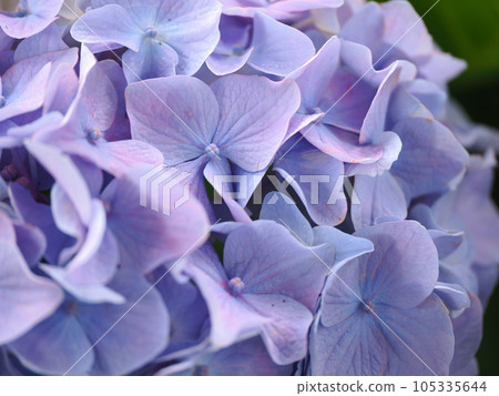 Hydrangea wet in the rain 105335644