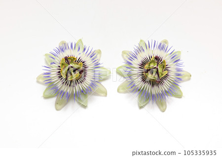 白色背景上的西番蓮脖子 白色背景上的西番蓮脖子 105335935