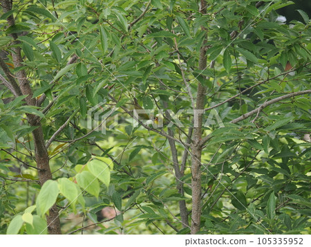 White-eye chicks get food from parent birds White-eye chicks get food from parent birds 105335952