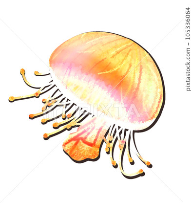 Flower jellyfish (yellow) 105336064