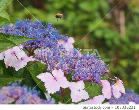 Light-colored hydrangea flowers that have begun to bloom beautifully 105336221