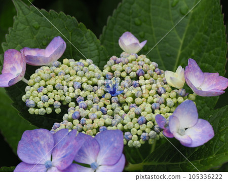 淺色繡球花開始綻放美麗的花朵 105336222