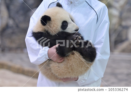 湯濱出現在工作人員的懷裡 105336274