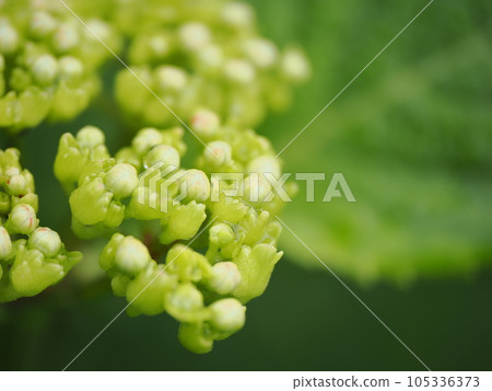 Hydrangea buds that look like works of art 105336373