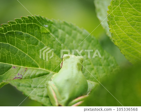 一隻可愛的樹蛙在繡球花葉上休息 105336568