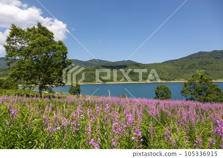 Lake Nozori in summer, willow herb colony Lake Nozori in summer, willow herb colony 105336915
