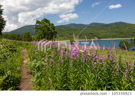 夏天的野佐里湖，柳樹叢 105336921