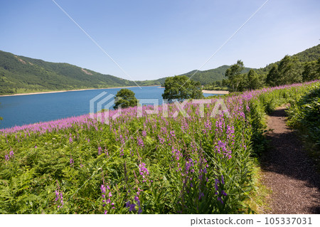 夏天的野佐里湖，柳樹叢 105337031